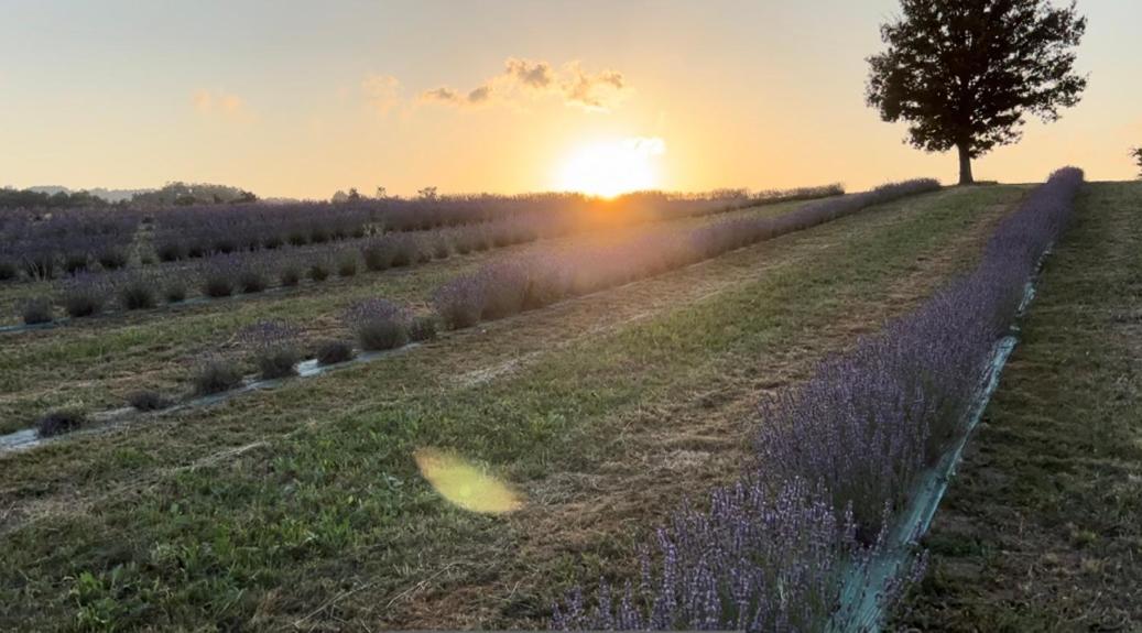 La Baita Nei Boschi Villa Serramazzoni Exterior foto