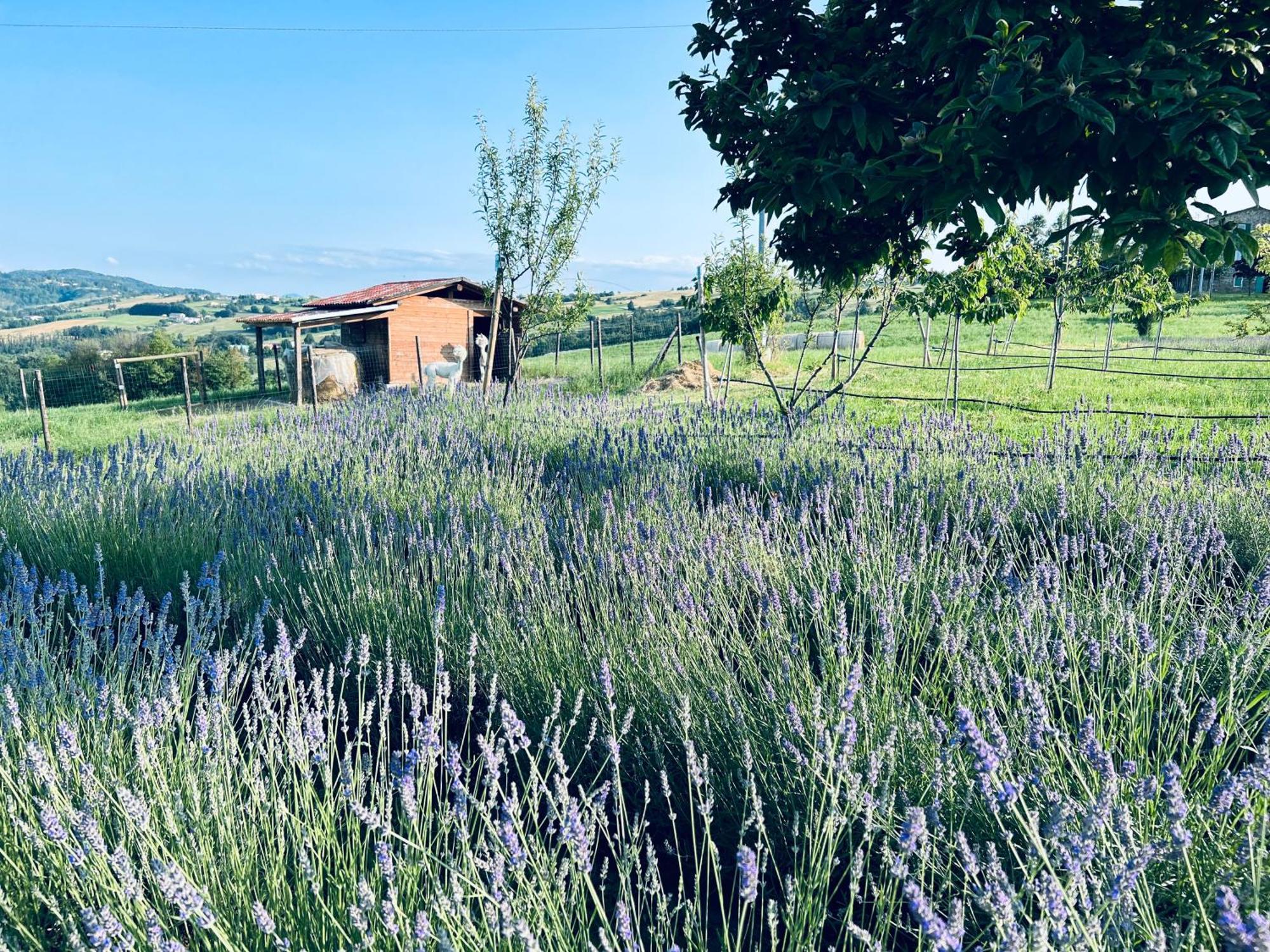 La Baita Nei Boschi Villa Serramazzoni Exterior foto