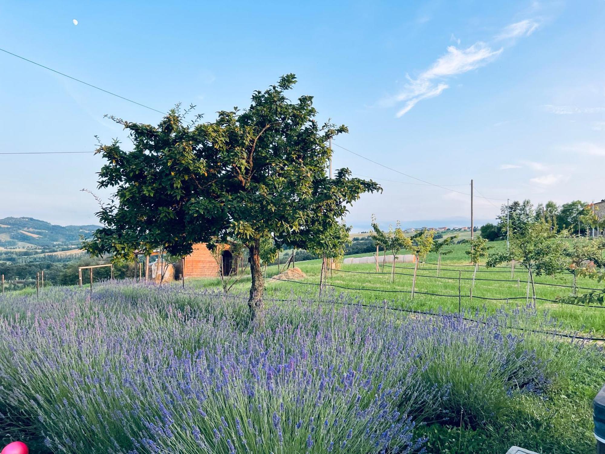 La Baita Nei Boschi Villa Serramazzoni Exterior foto